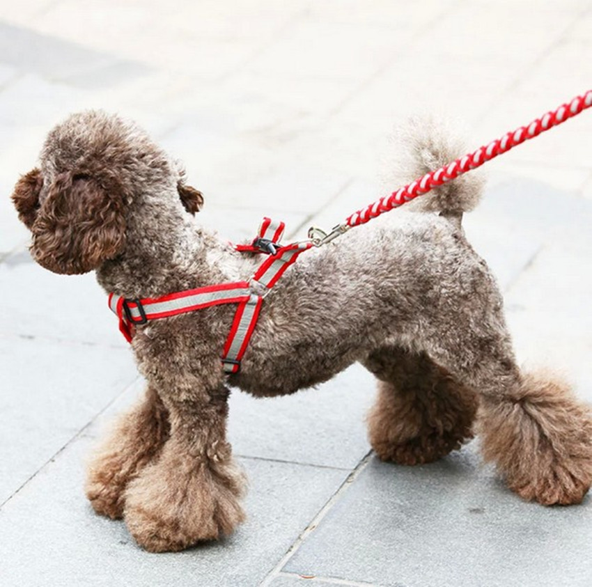 狗狗牽引繩 超炫反光圓繩帶胸背狗繩寵物用品 泰迪狗鏈